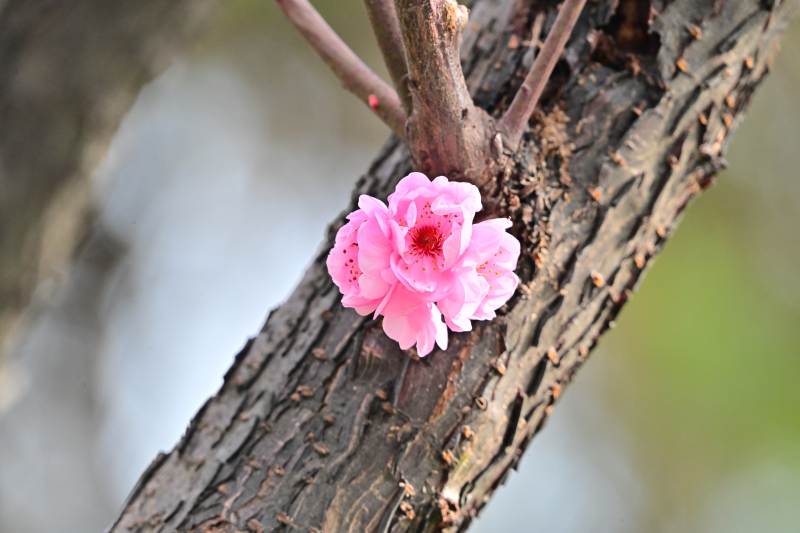 枝头绽放的粉花图片