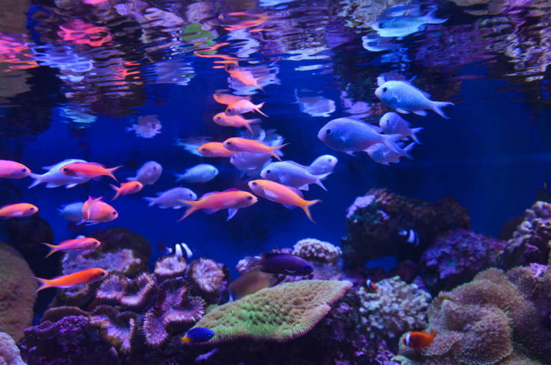 绚丽珊瑚鱼群图片