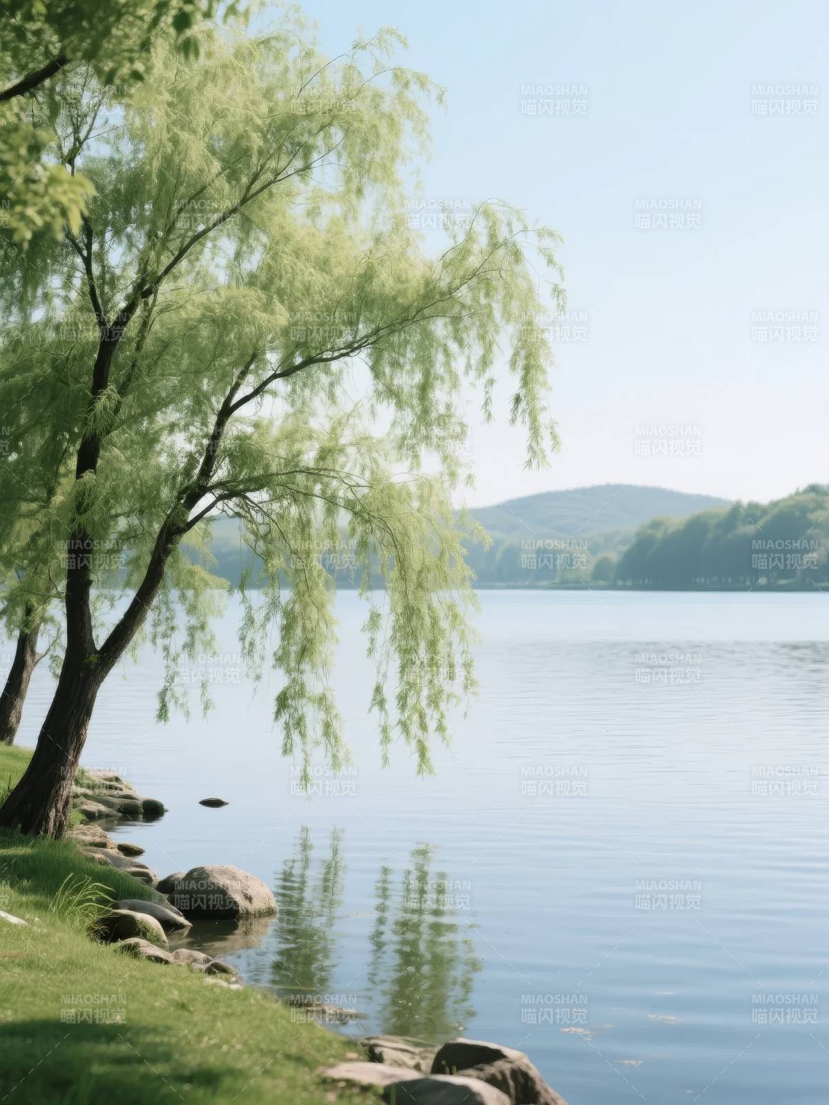 湖畔柳影图片