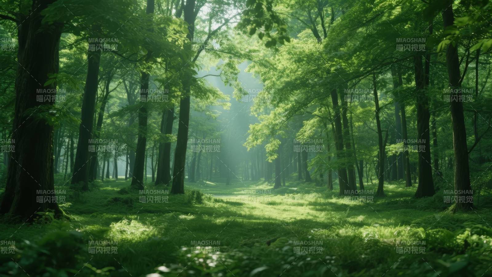 绿意盎然的森林图片