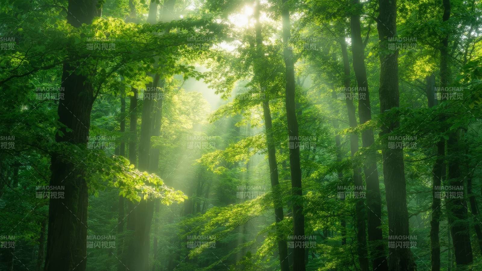 晨光穿透森林图片
