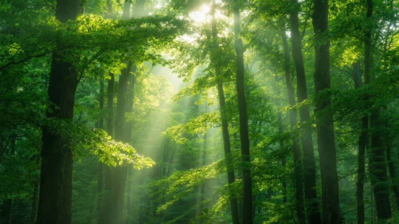 晨光穿透森林图片