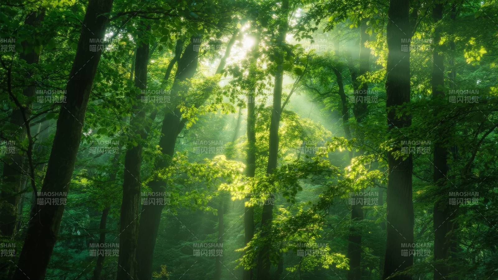 阳光穿透森林图片