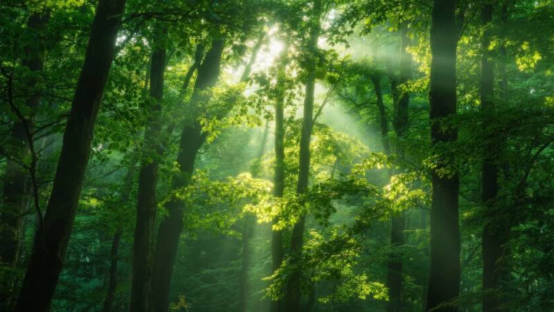 阳光穿透森林图片
