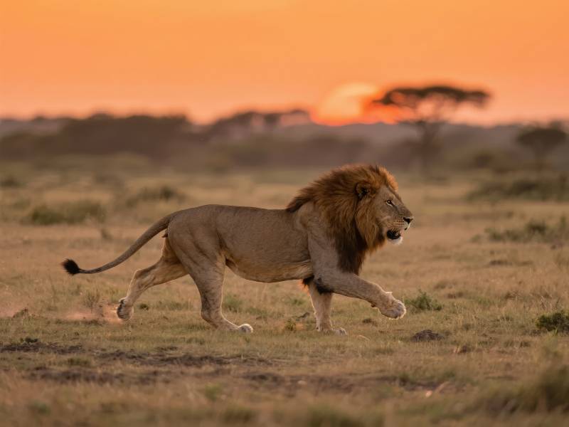 夕阳下的雄狮奔跑图片