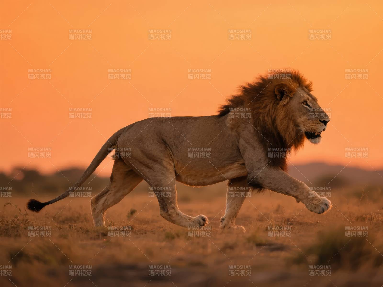 夕阳下的雄狮奔跑图片