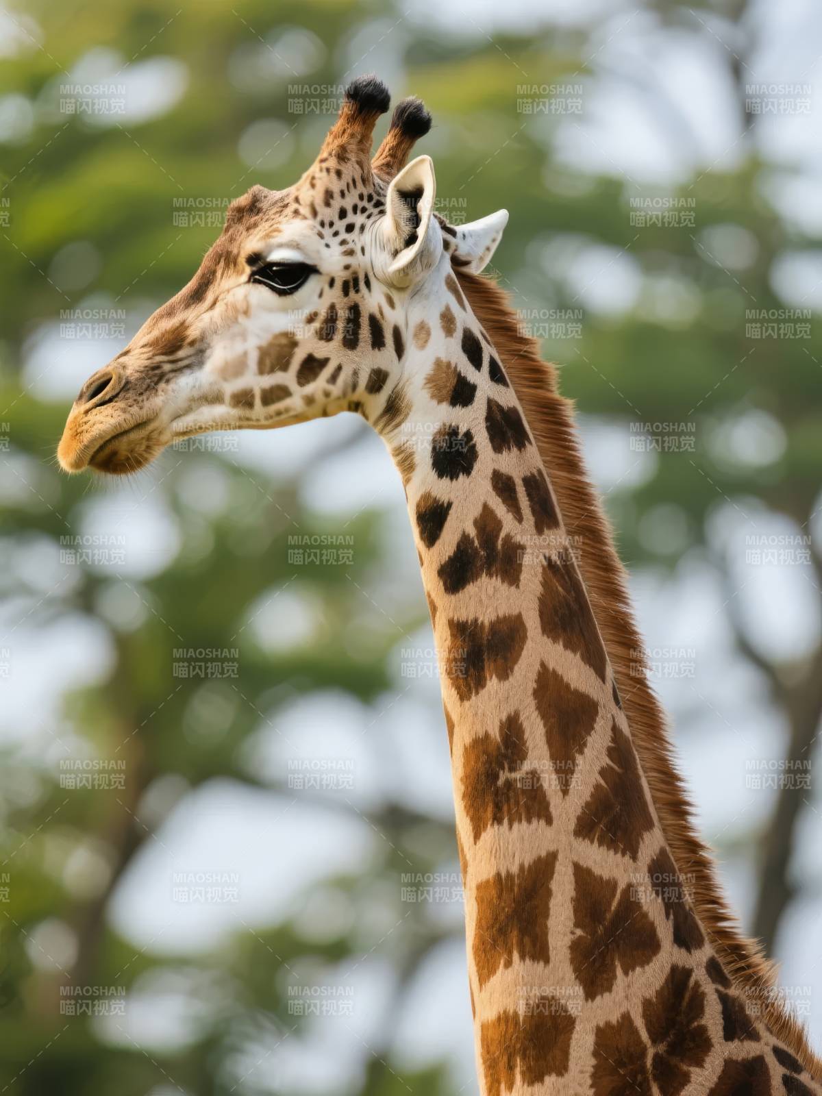 长颈鹿侧影图片