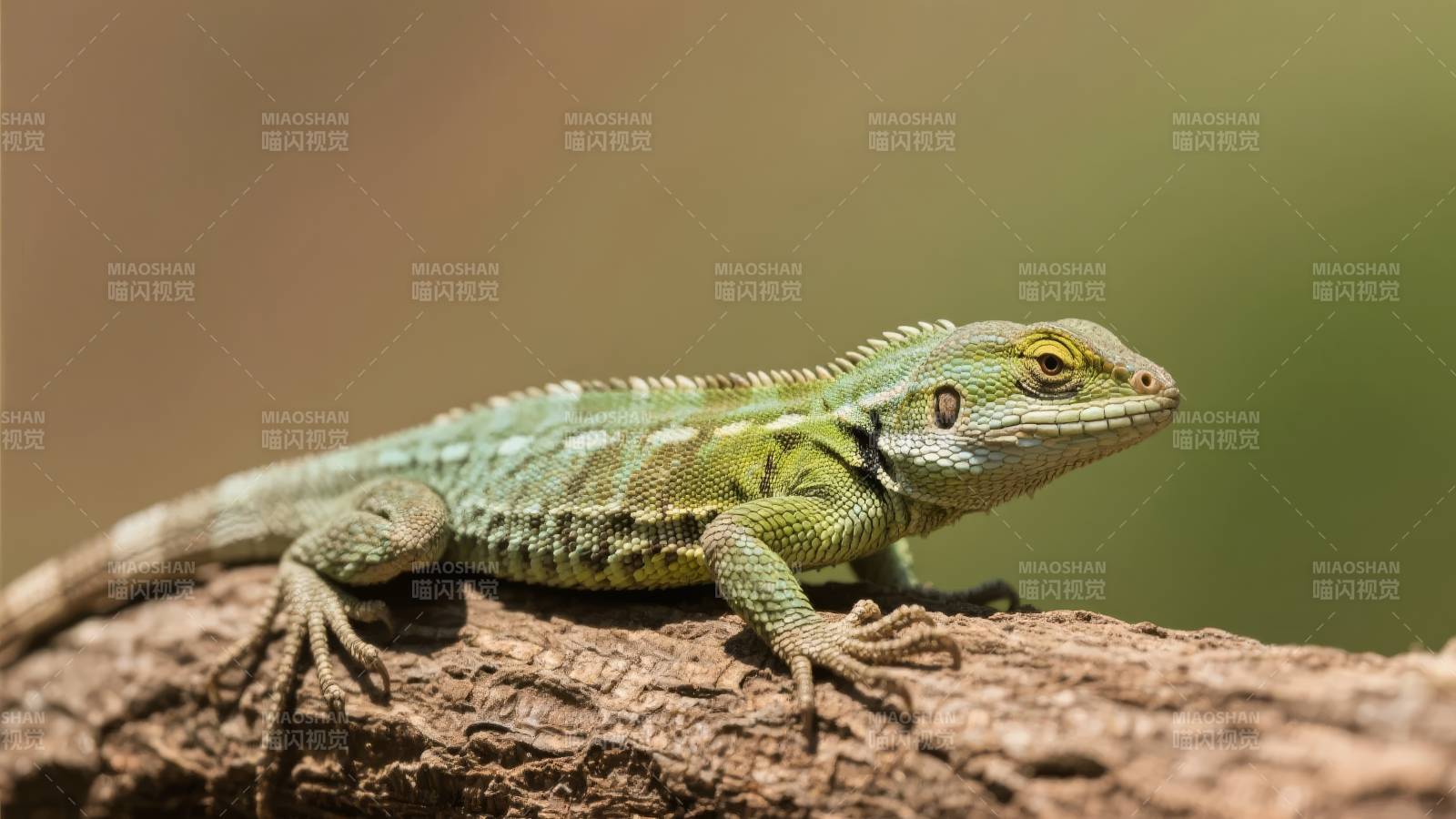 绿蜥蜴栖息树干图片