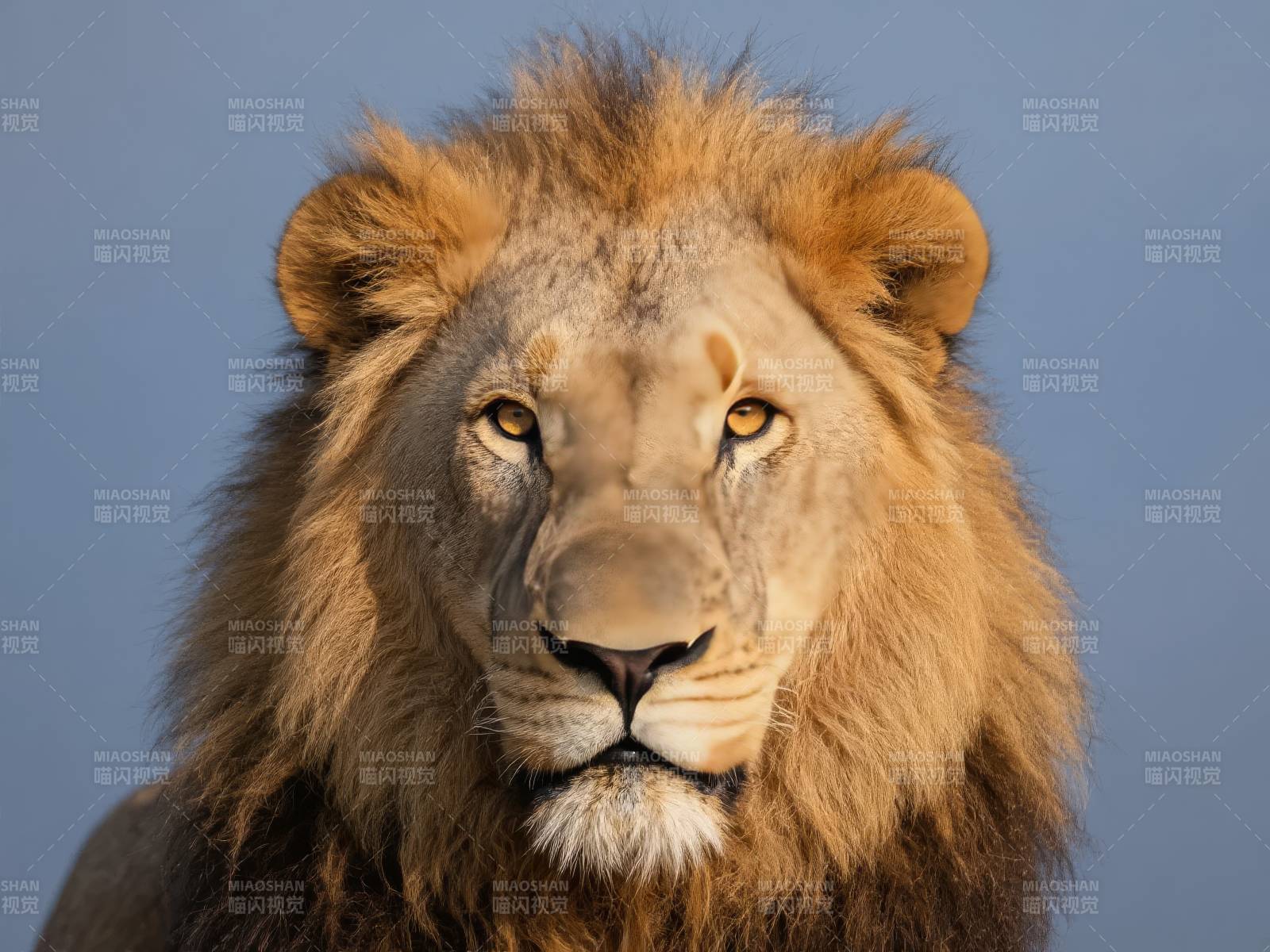 雄狮凝视图片