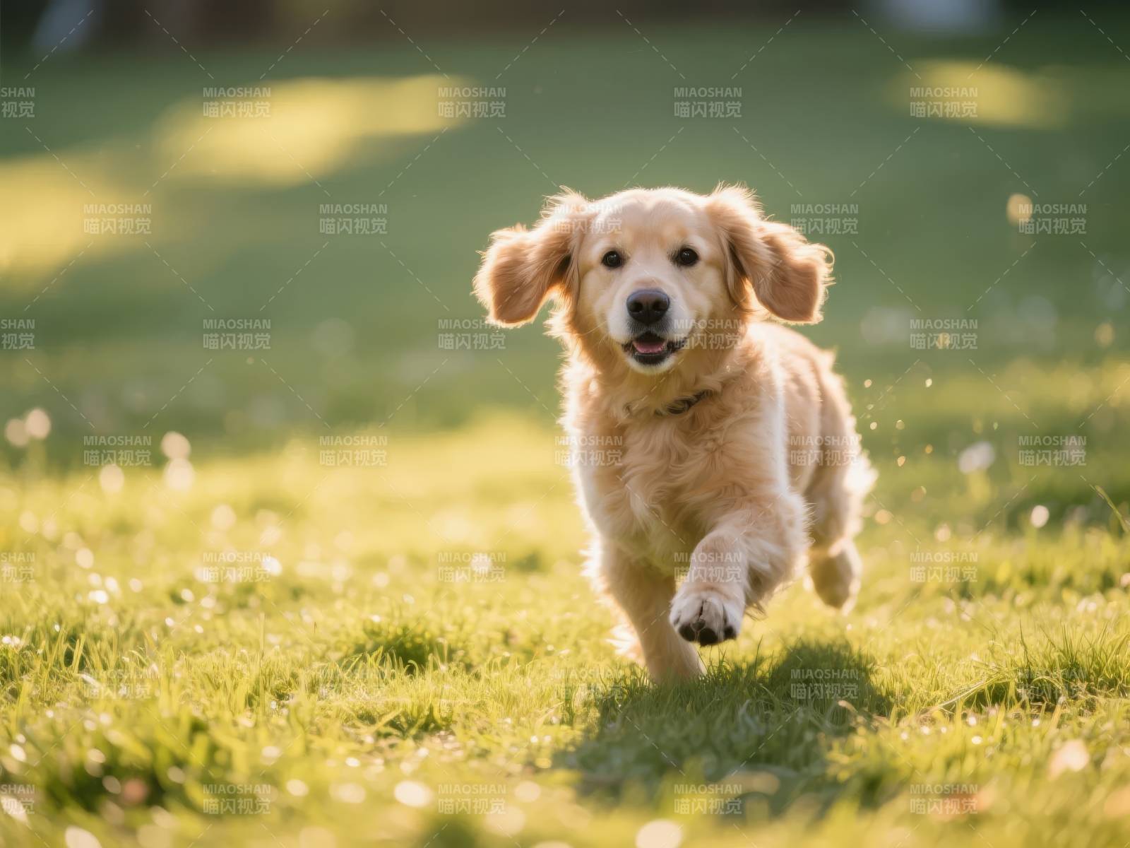金毛幼犬奔跑草地图片