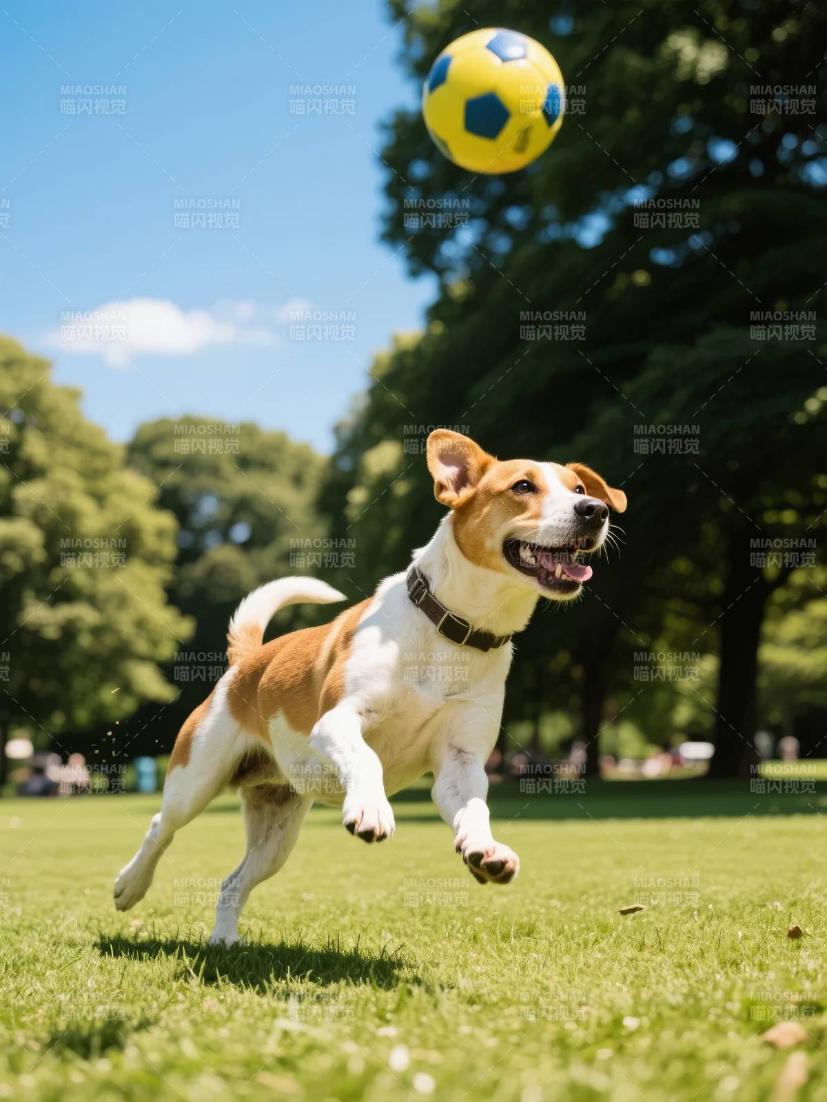 狗狗追球欢乐瞬间图片
