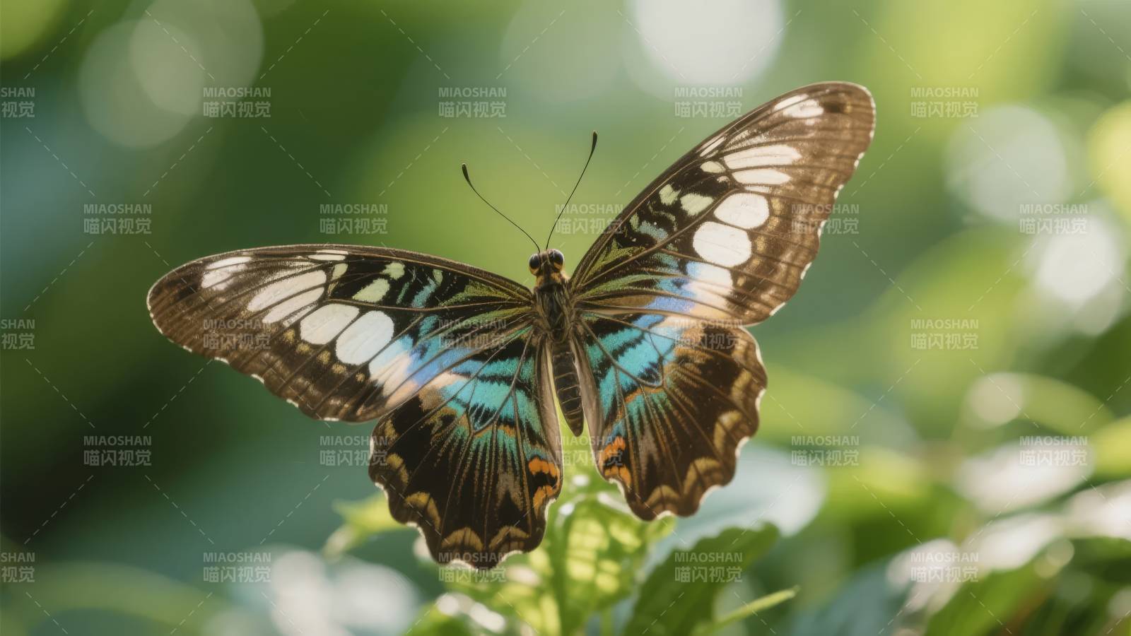 彩蝶栖绿叶图片