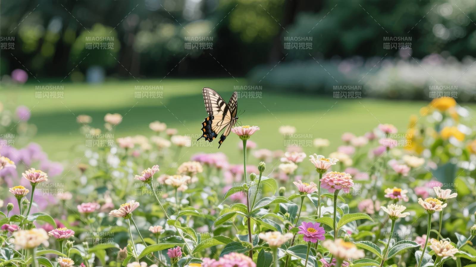 蝶舞花丛间图片