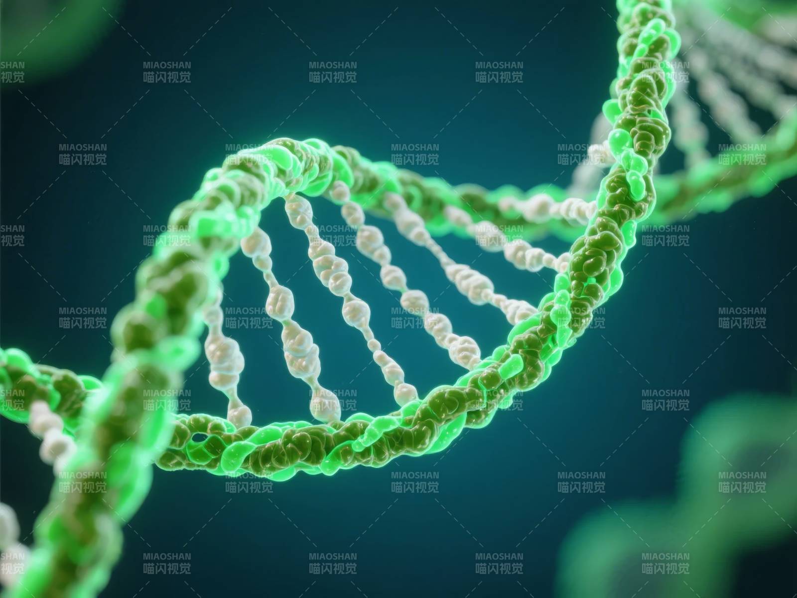 DNA双螺旋结构图片