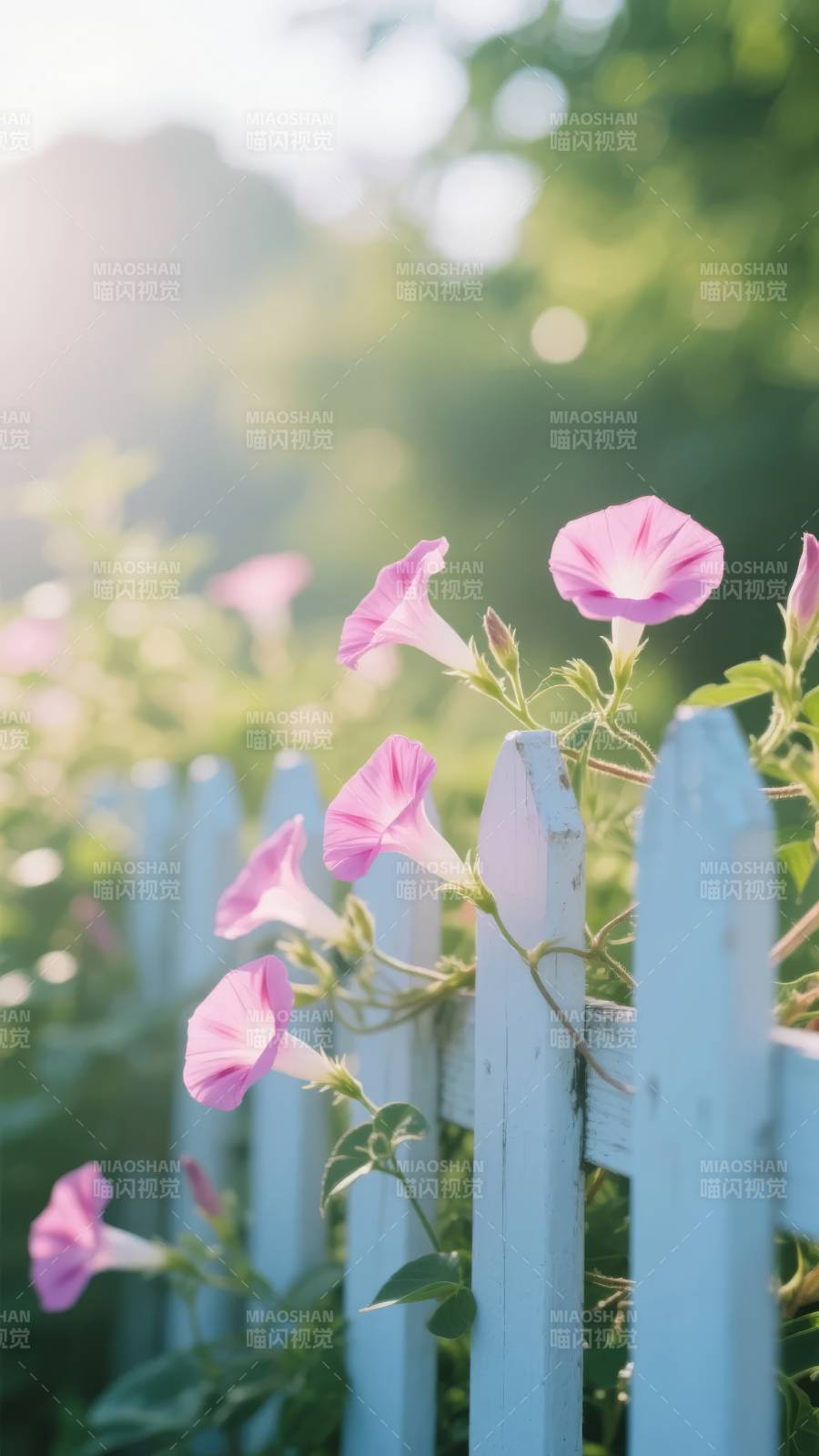 粉花绕篱 春意浓图片