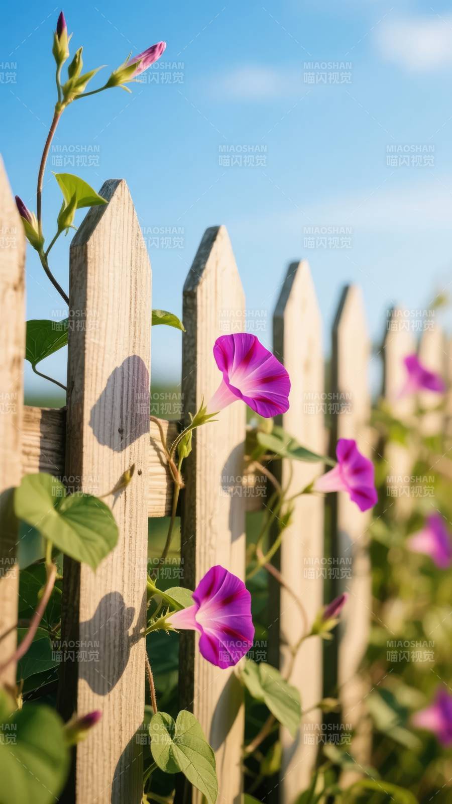 紫花攀篱笆图片