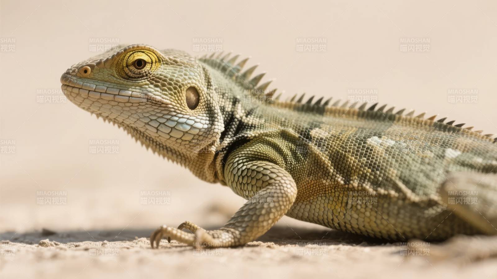 蜥蜴静卧沙地图片
