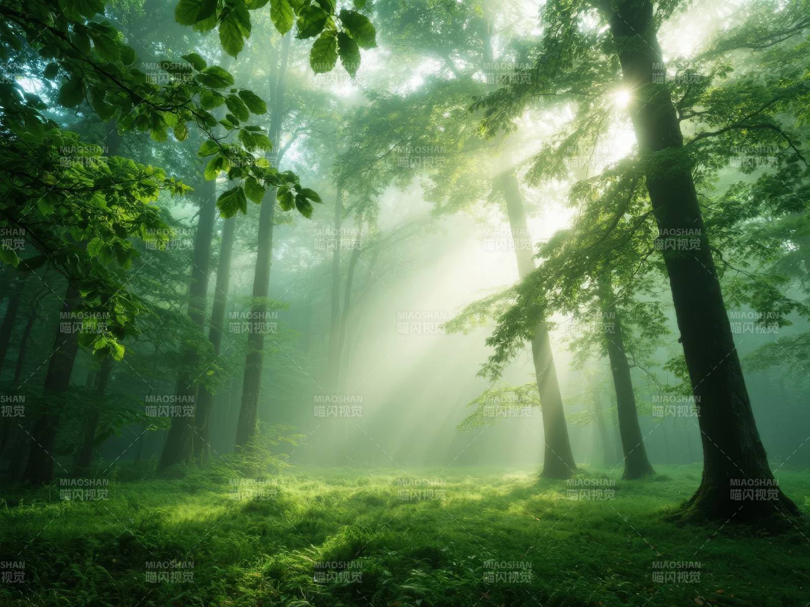 晨光森林图片