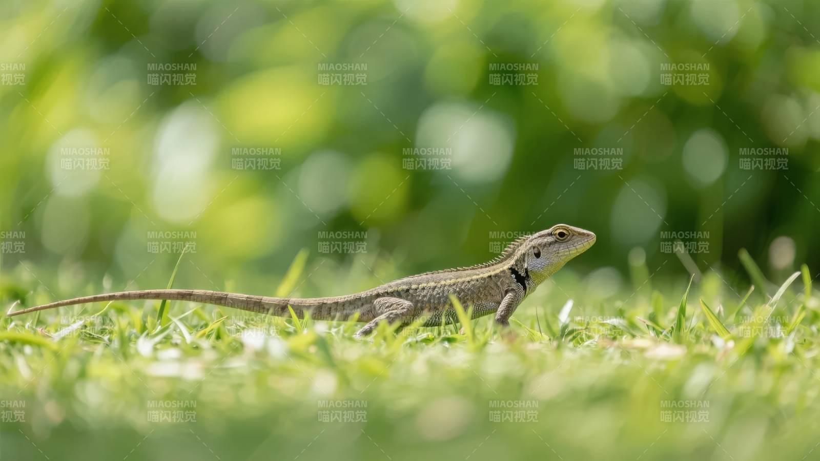 草地上爬行的蜥蜴图片