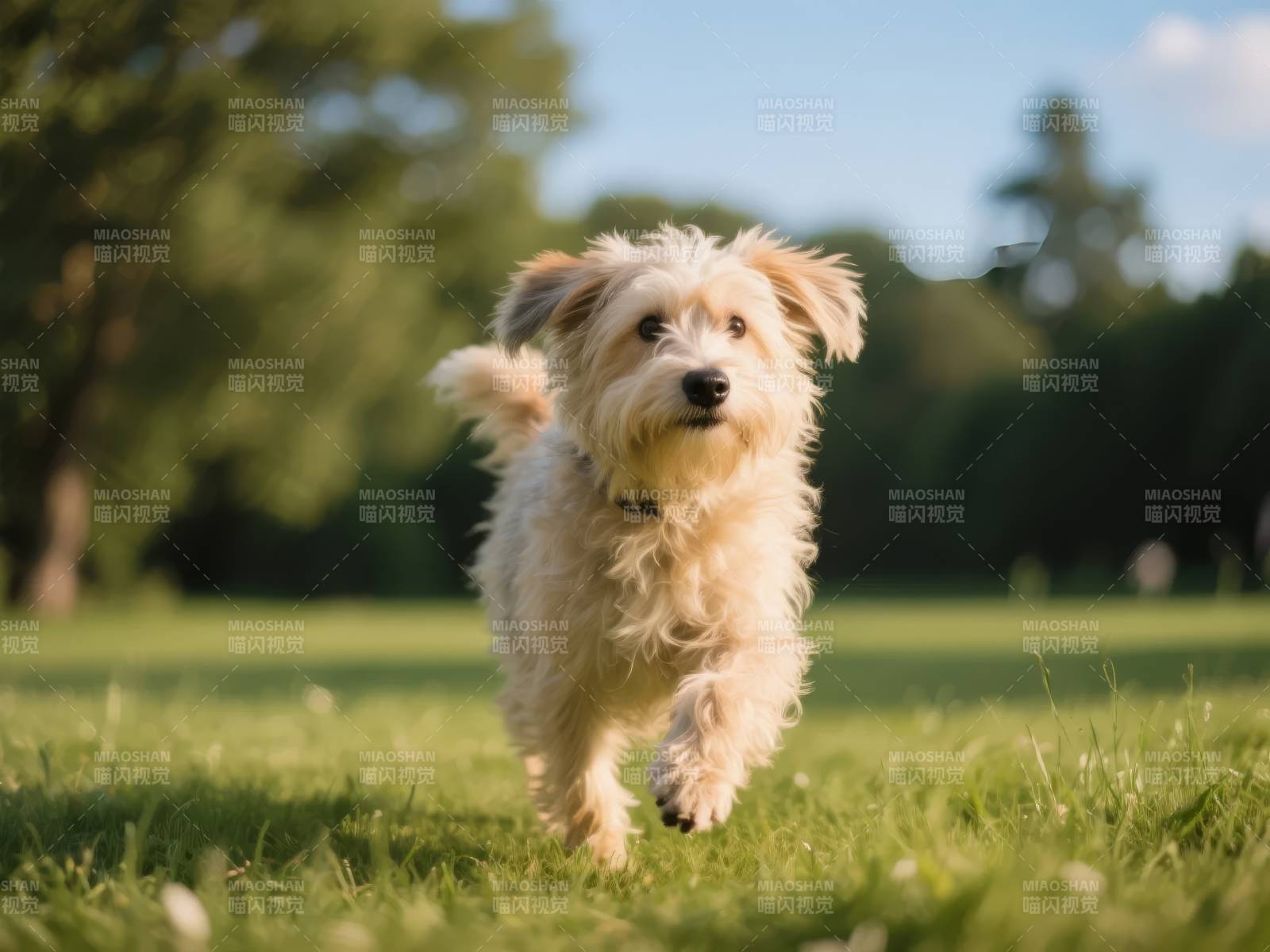 小狗奔跑在草地上图片