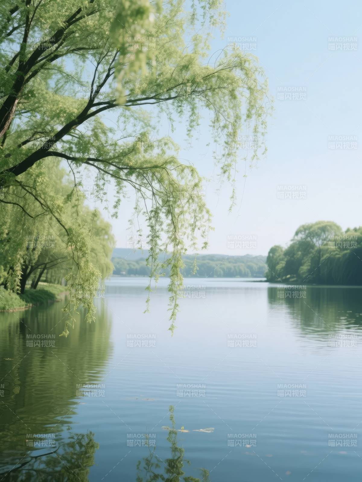 湖畔垂柳静谧景图片