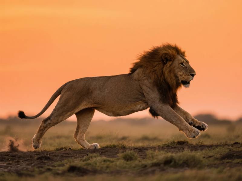雄狮奔腾草原图片