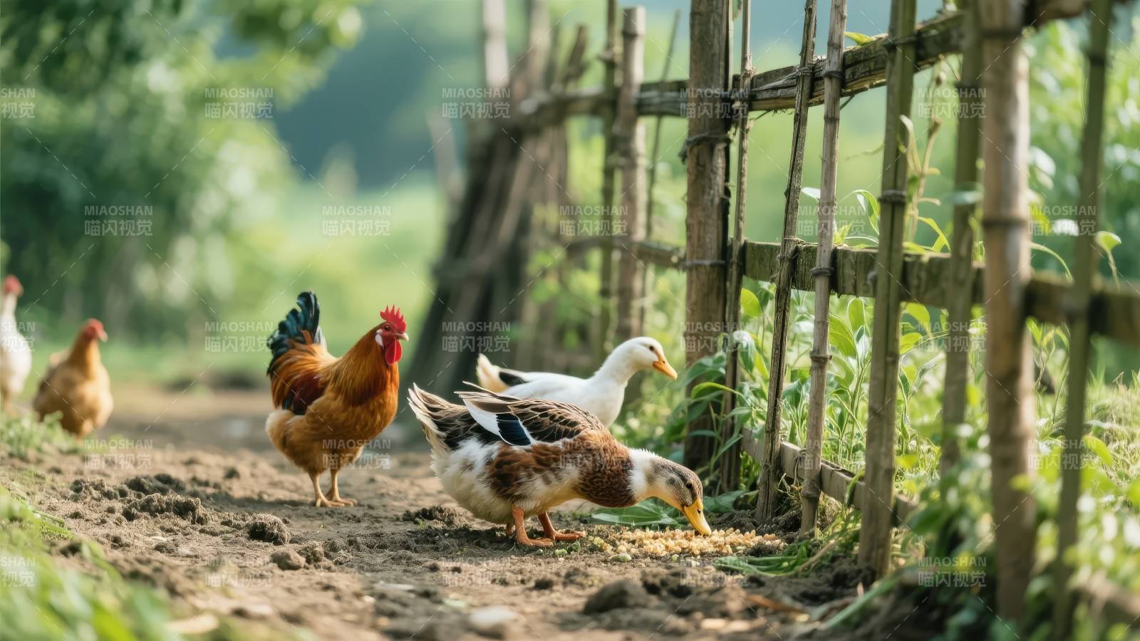 田园鸡鸭觅食图图片