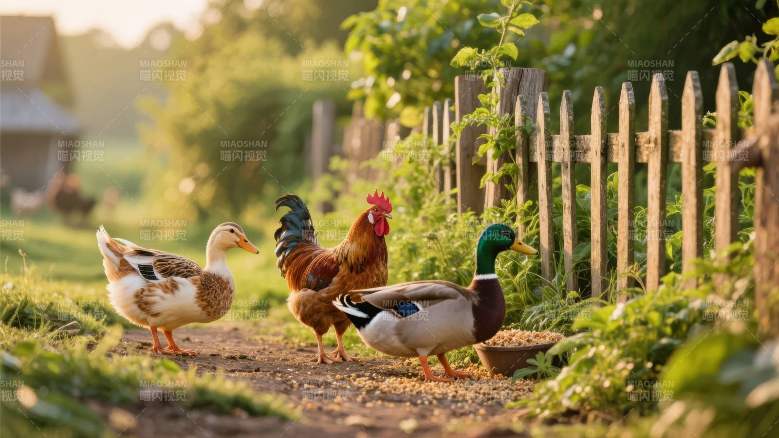 田园三禽悠然行图片