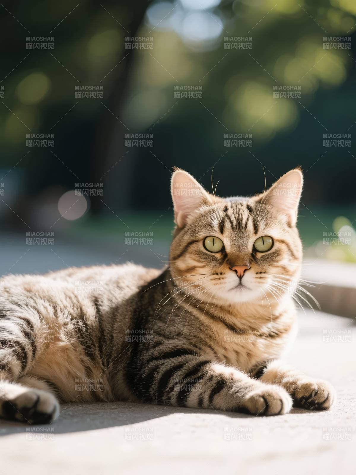 阳光下的虎斑猫图片