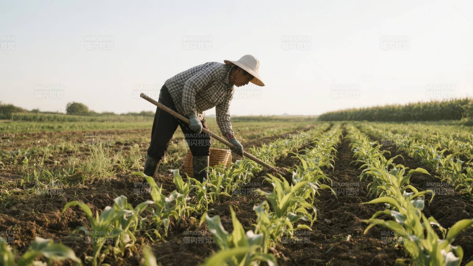 农夫田间劳作图片
