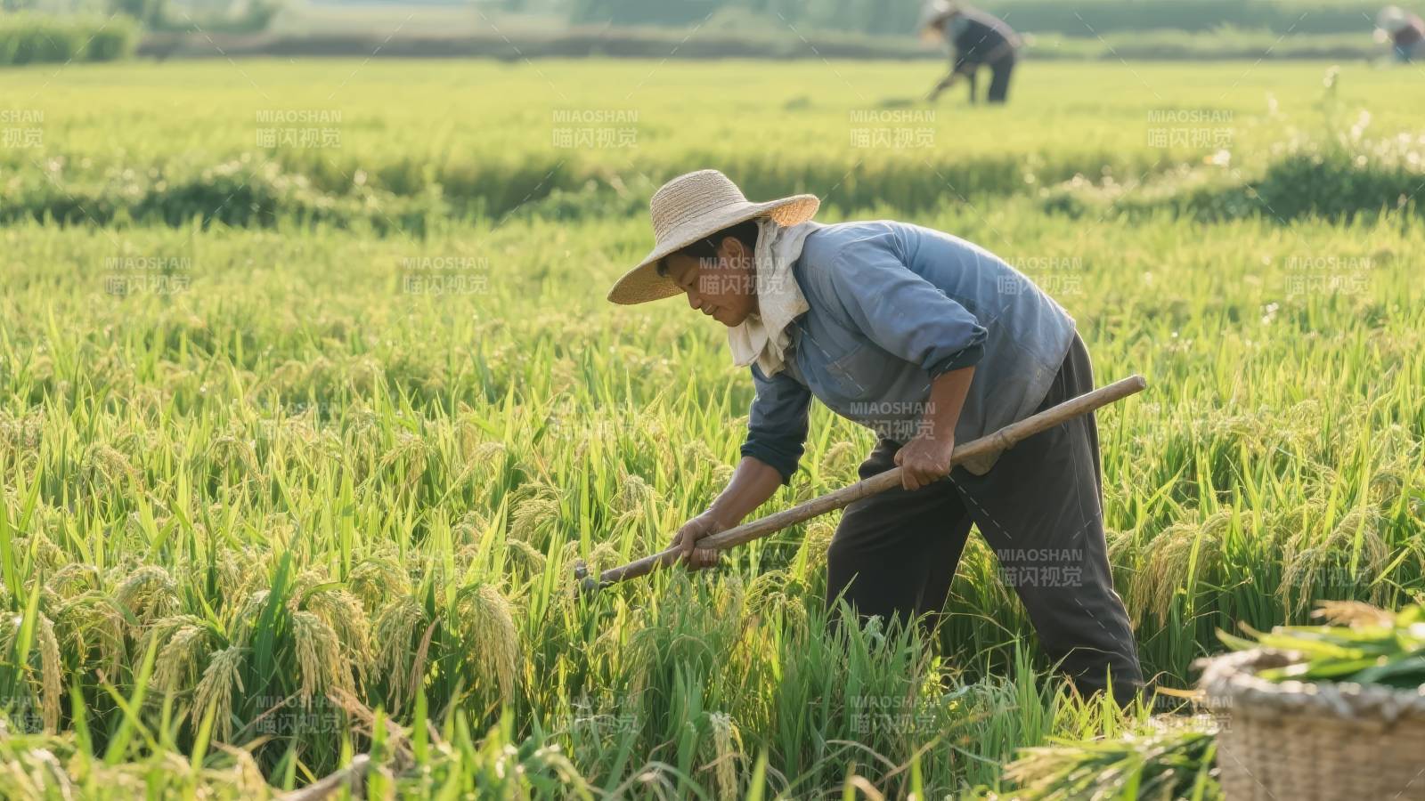 稻田劳作景象图片