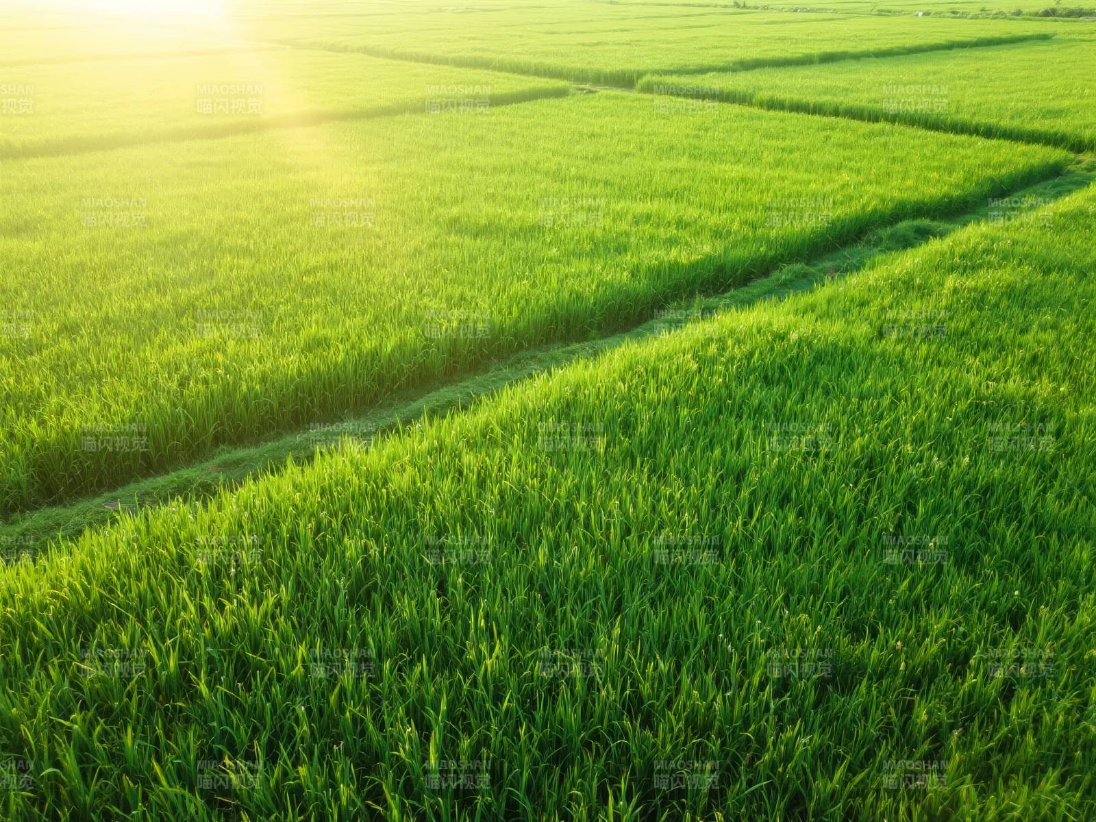绿野晨光图片