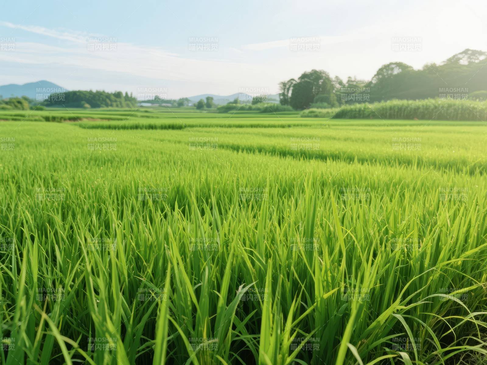 绿野稻香图片
