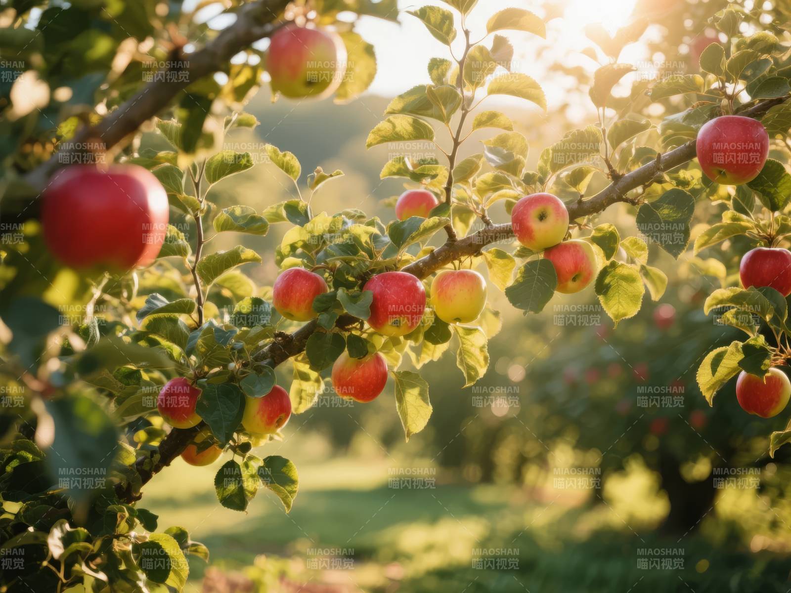 秋日果园苹果熟图片