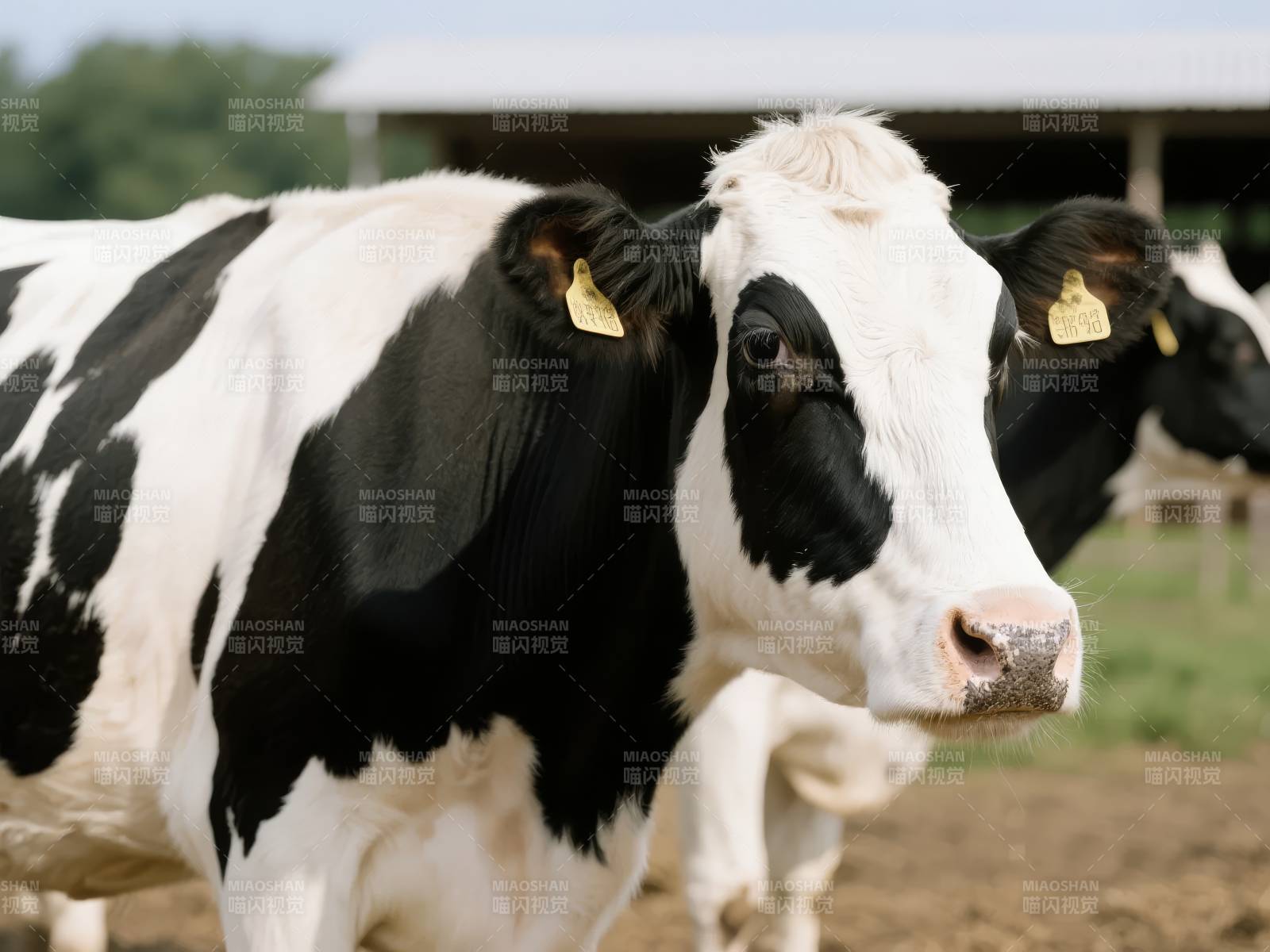 黑白奶牛牧场特写图片