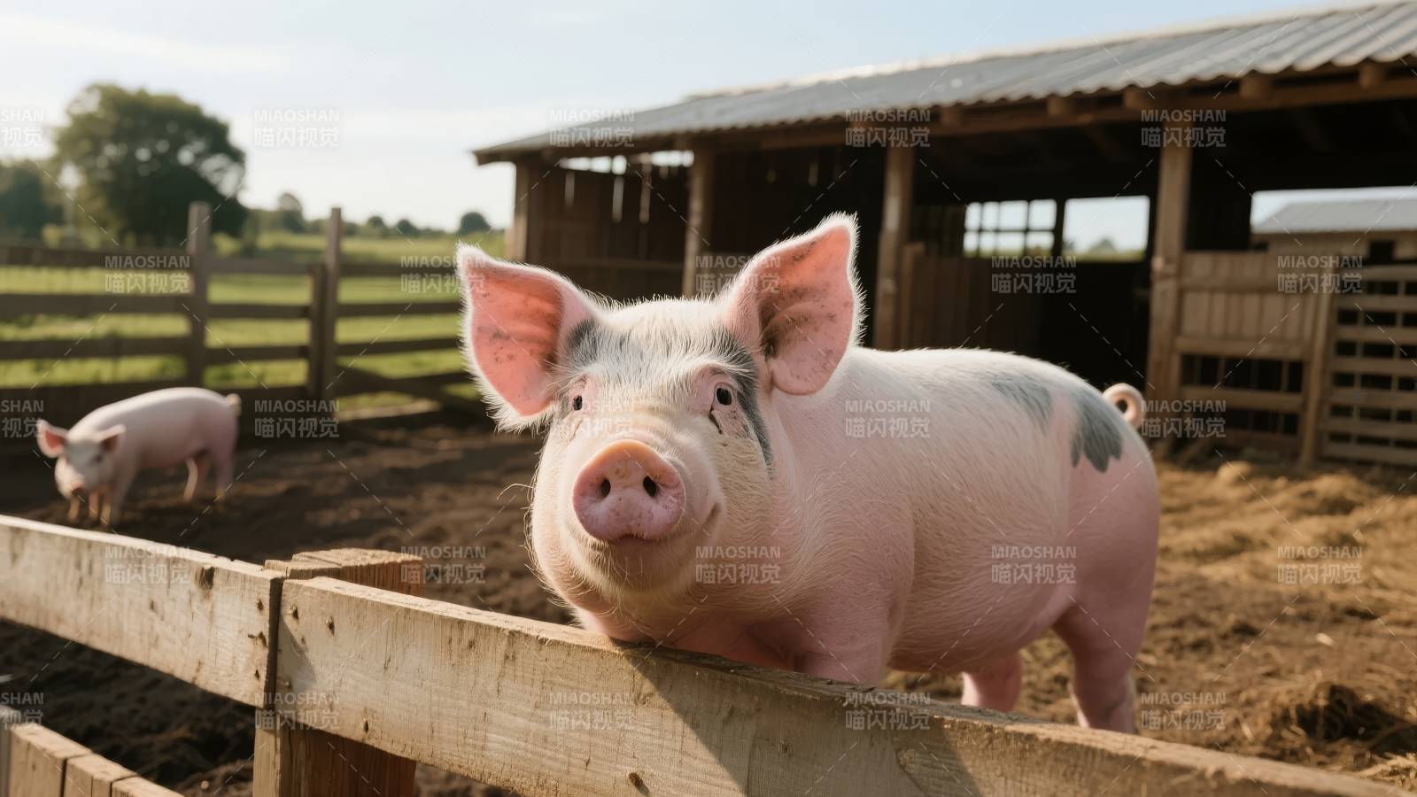 农场小猪探头望图片