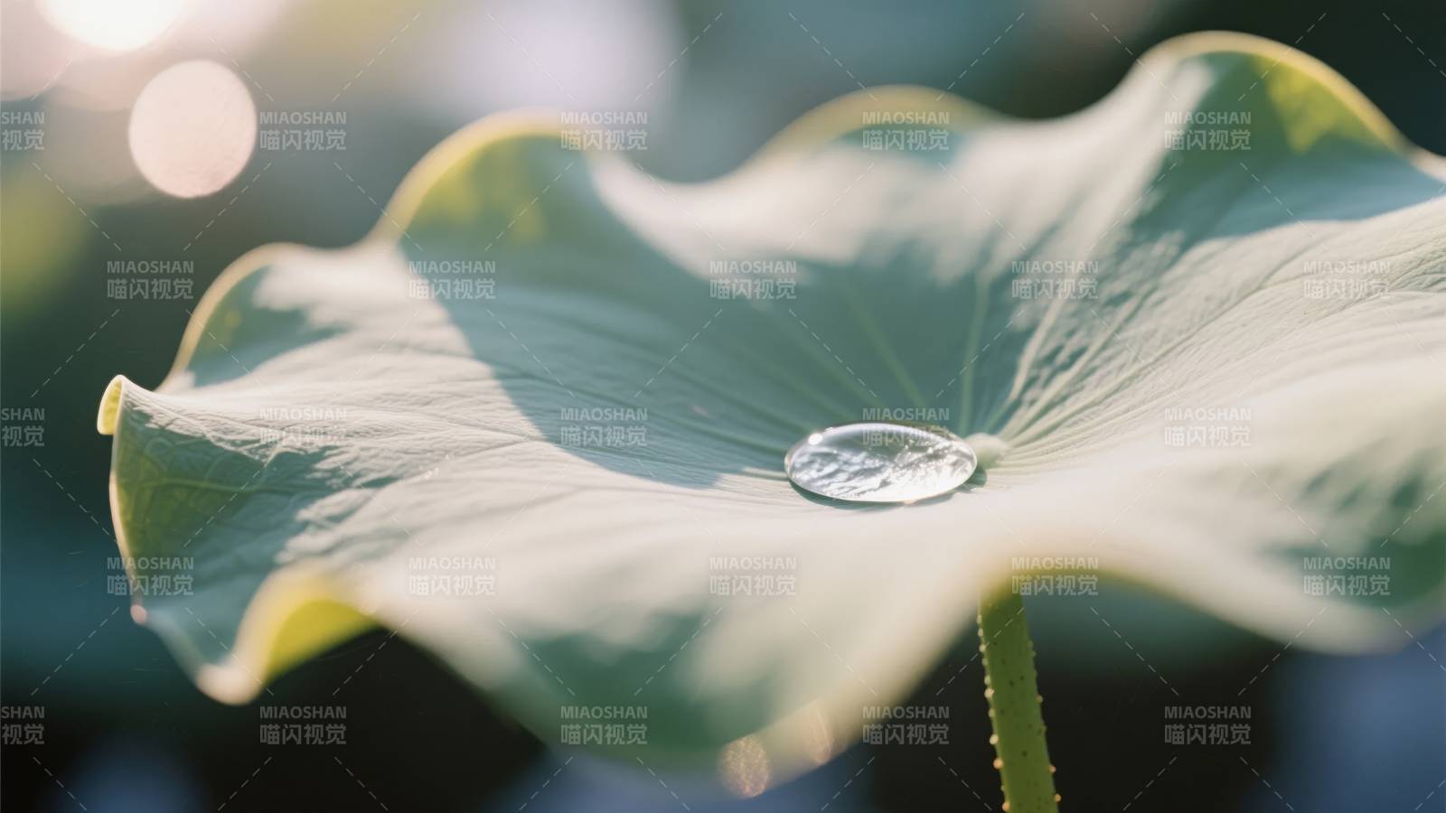 荷叶上的露珠图片