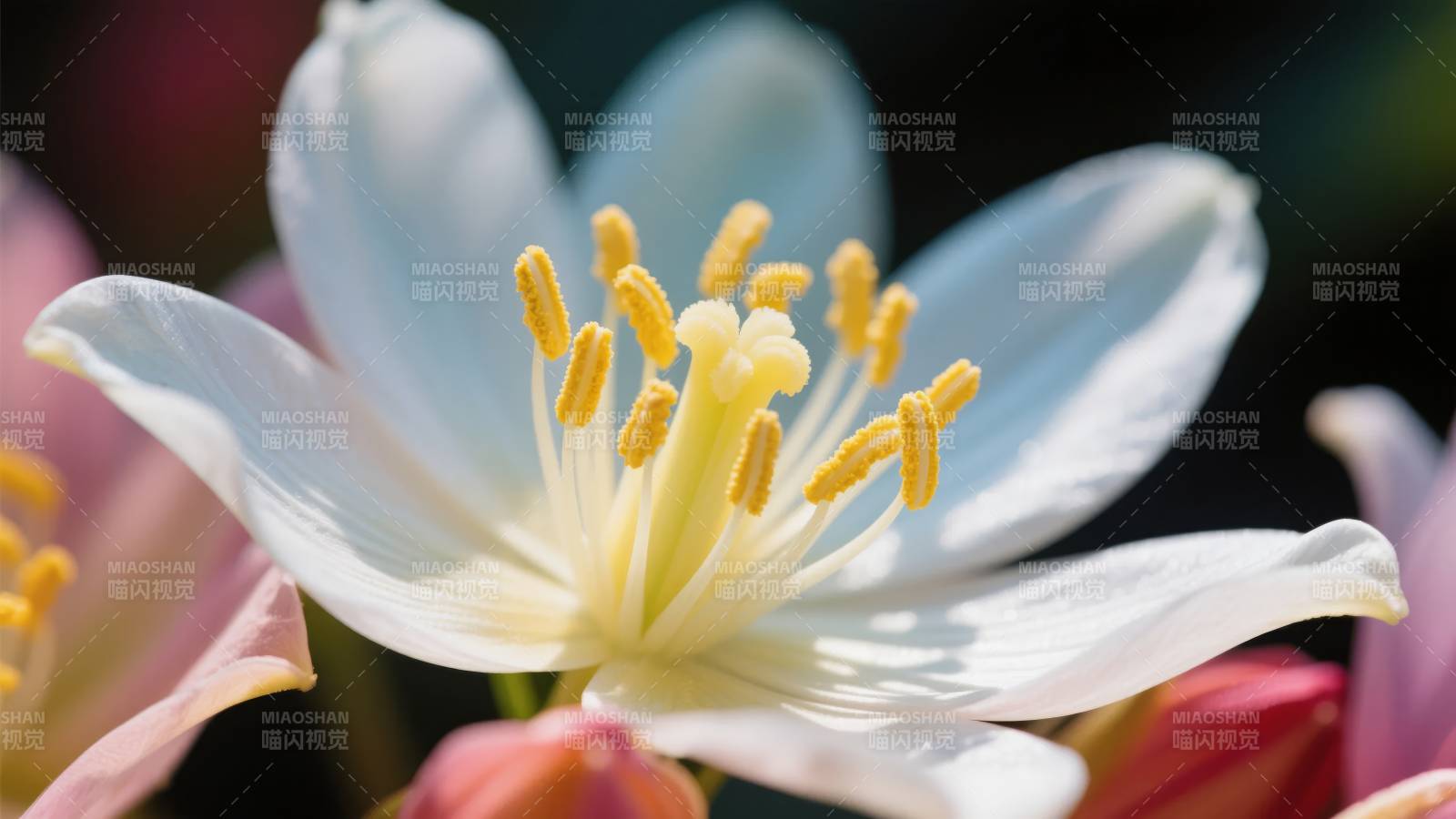 洁白花瓣迎风绽放图片