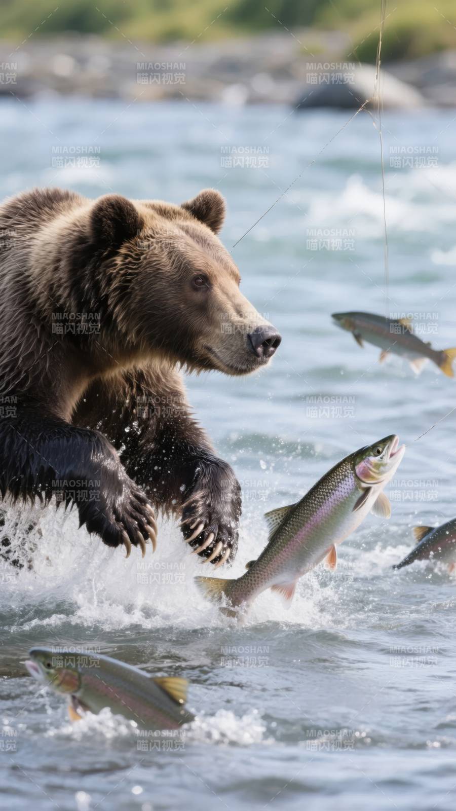 熊捕跃鱼图片