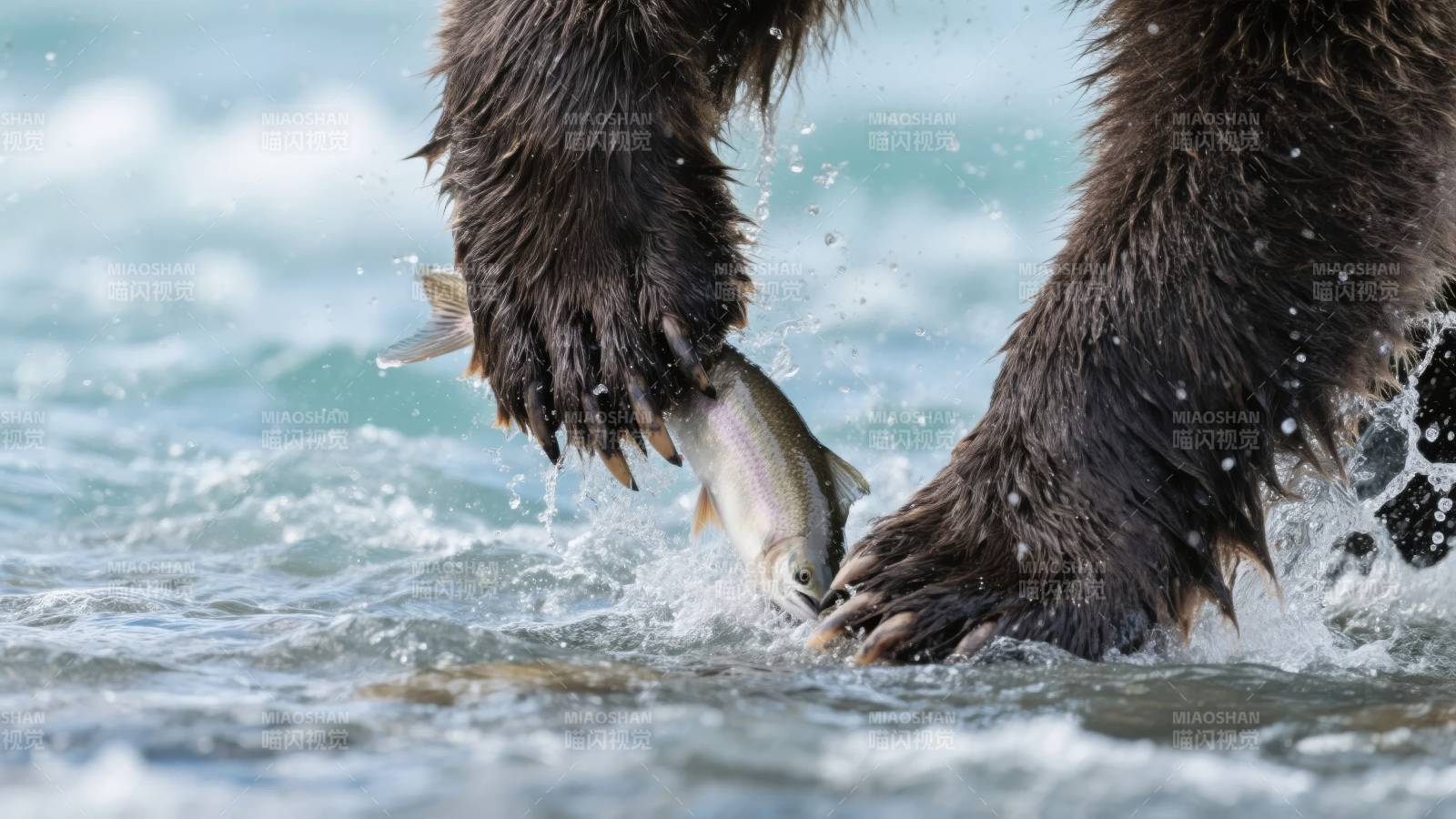 熊爪擒鱼瞬间图片