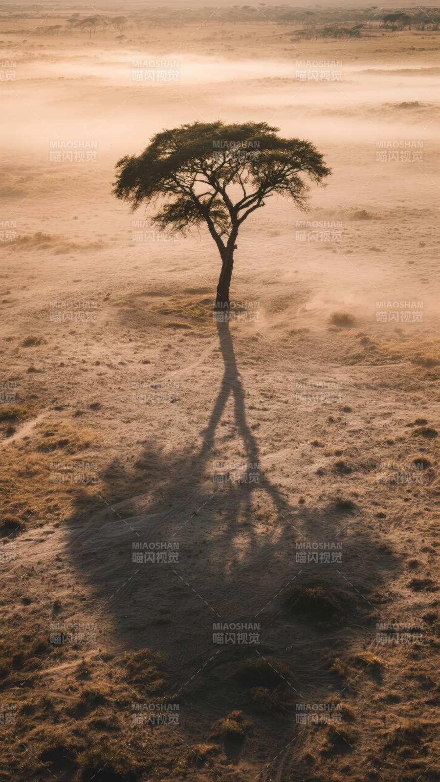 孤树影长 晨雾漫野图片