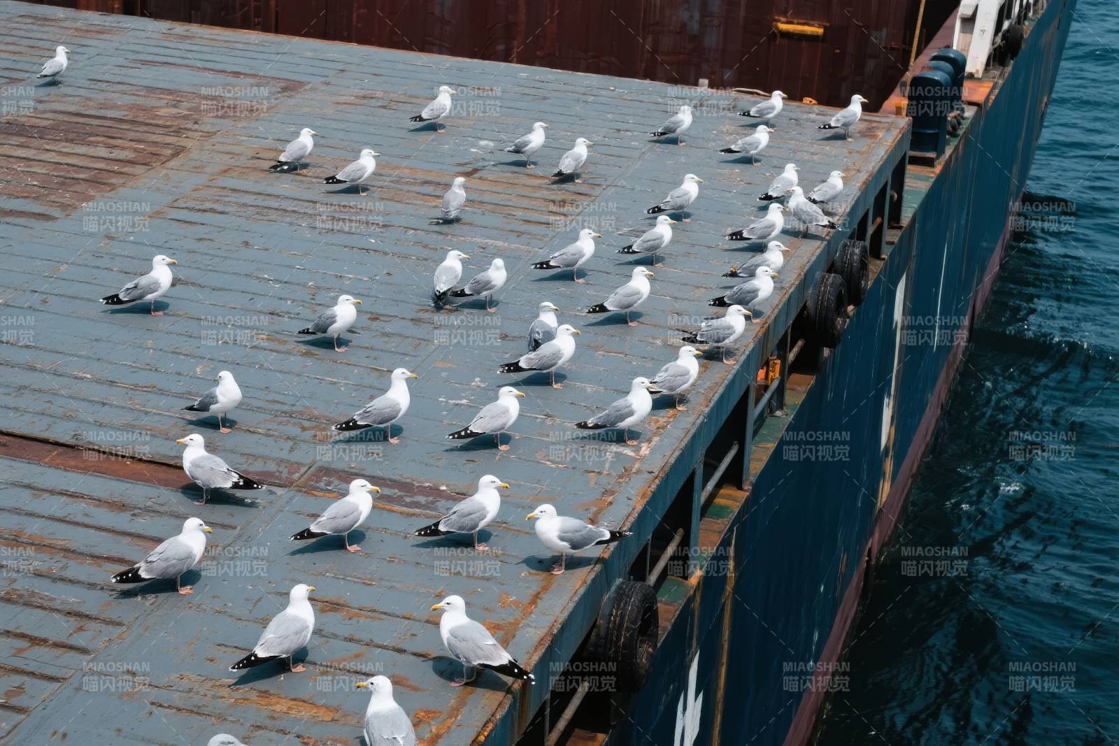 海鸥栖息船顶图片