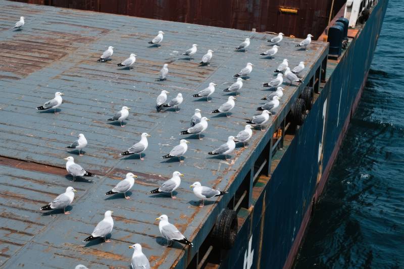 海鸥栖息船顶图片