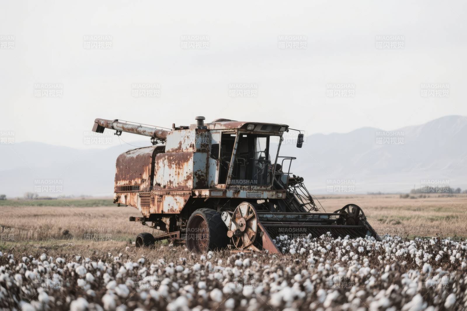 棉田中的旧收割机图片