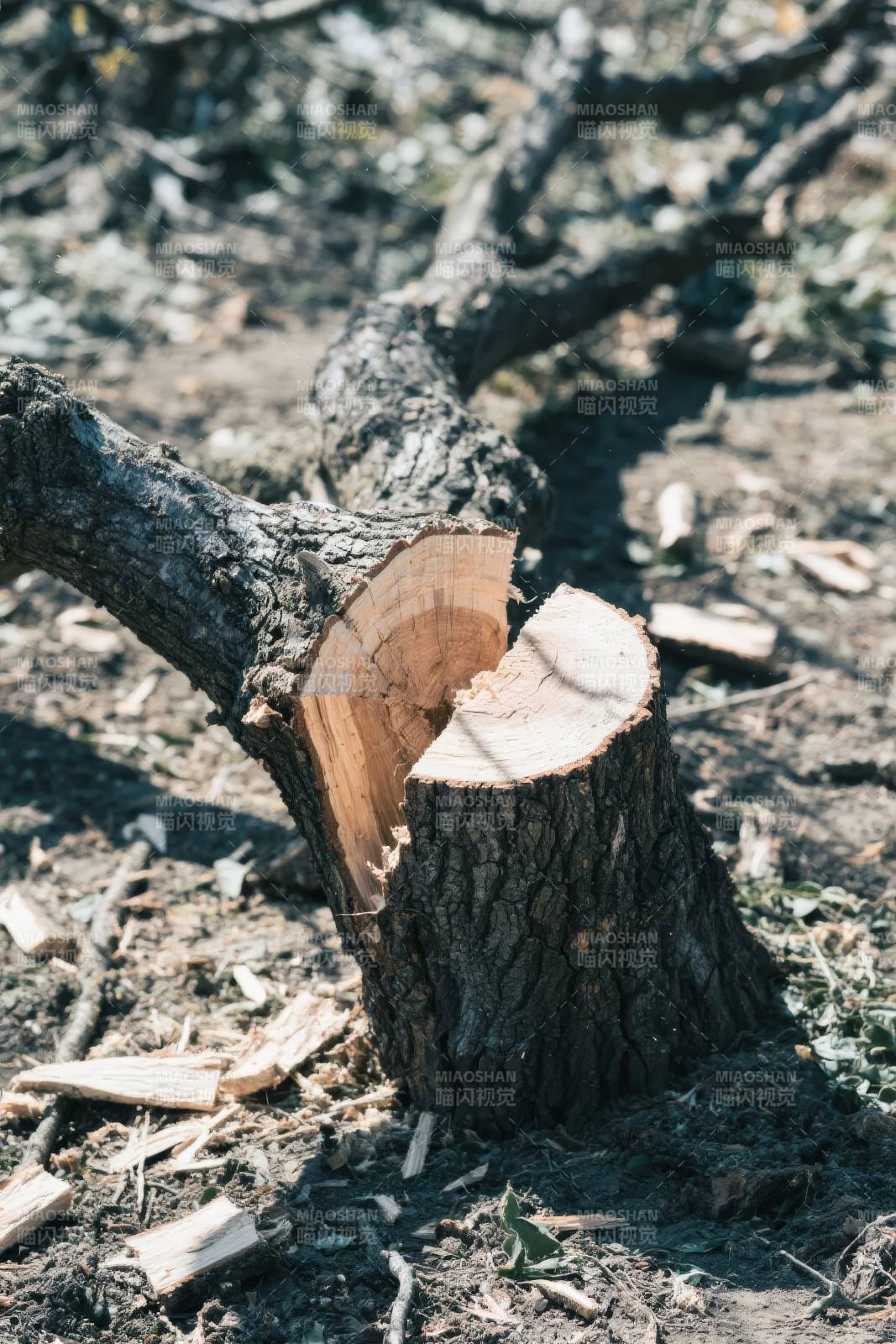 断木残枝图片