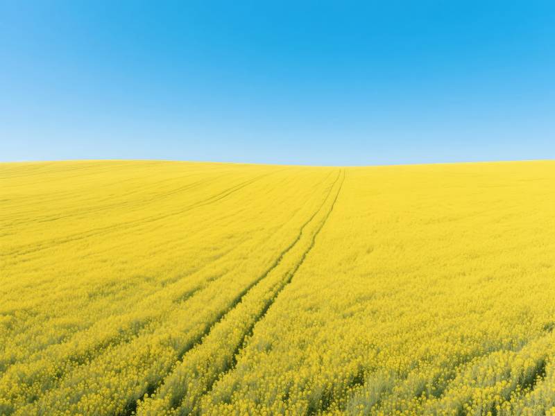 金黄花海映蓝天图片