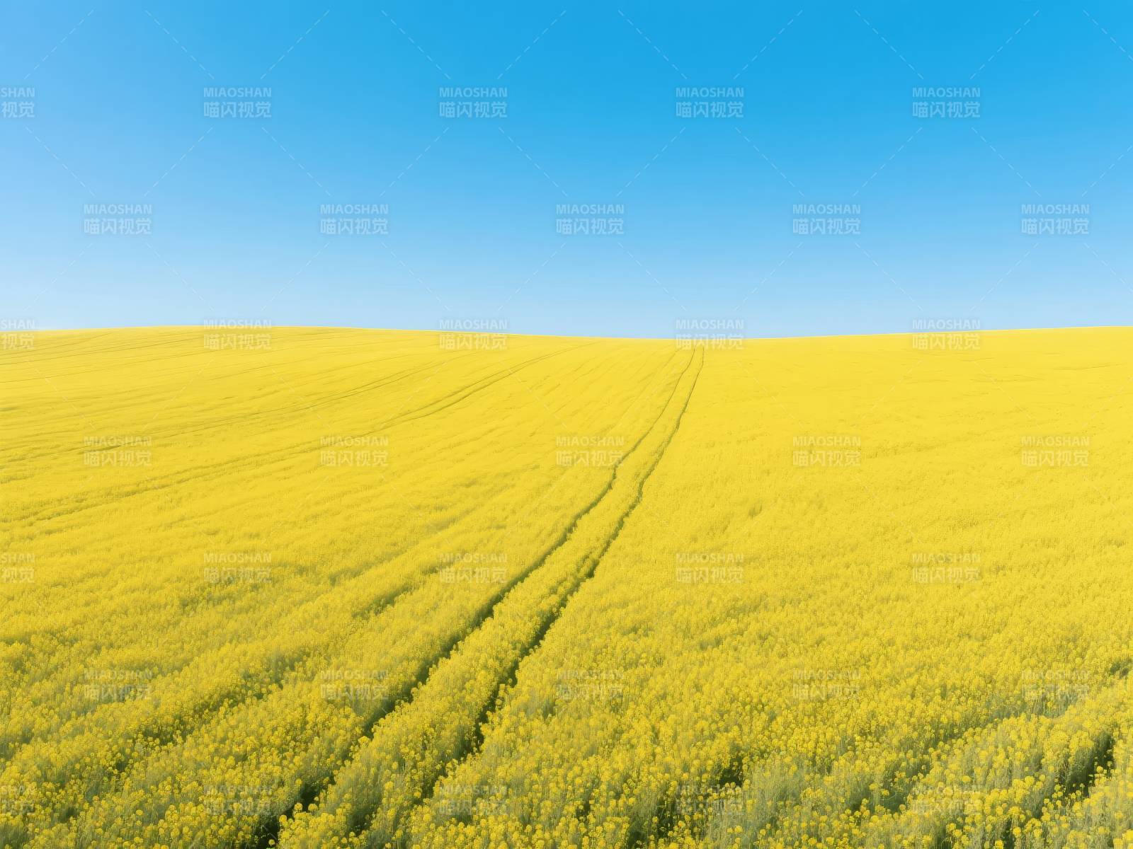 金黄花海映蓝天图片