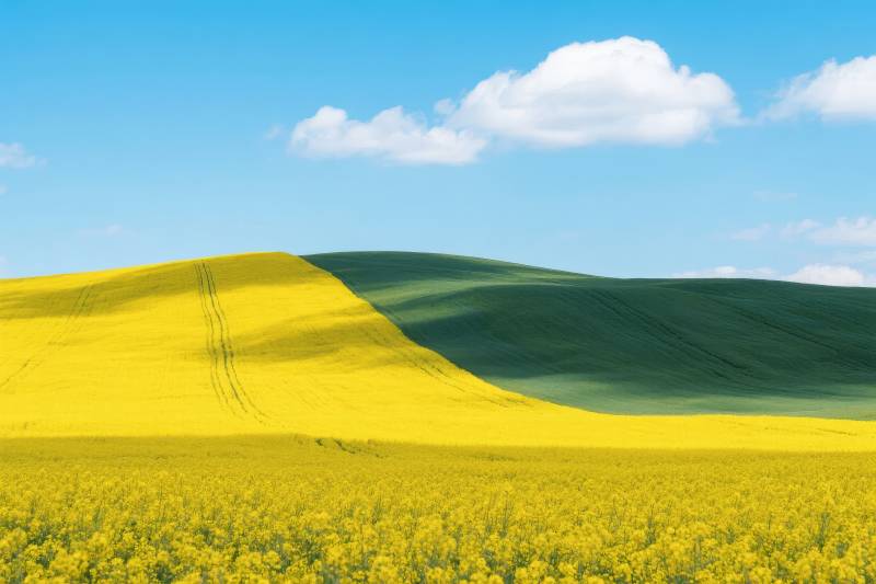 金黄花海映蓝天图片