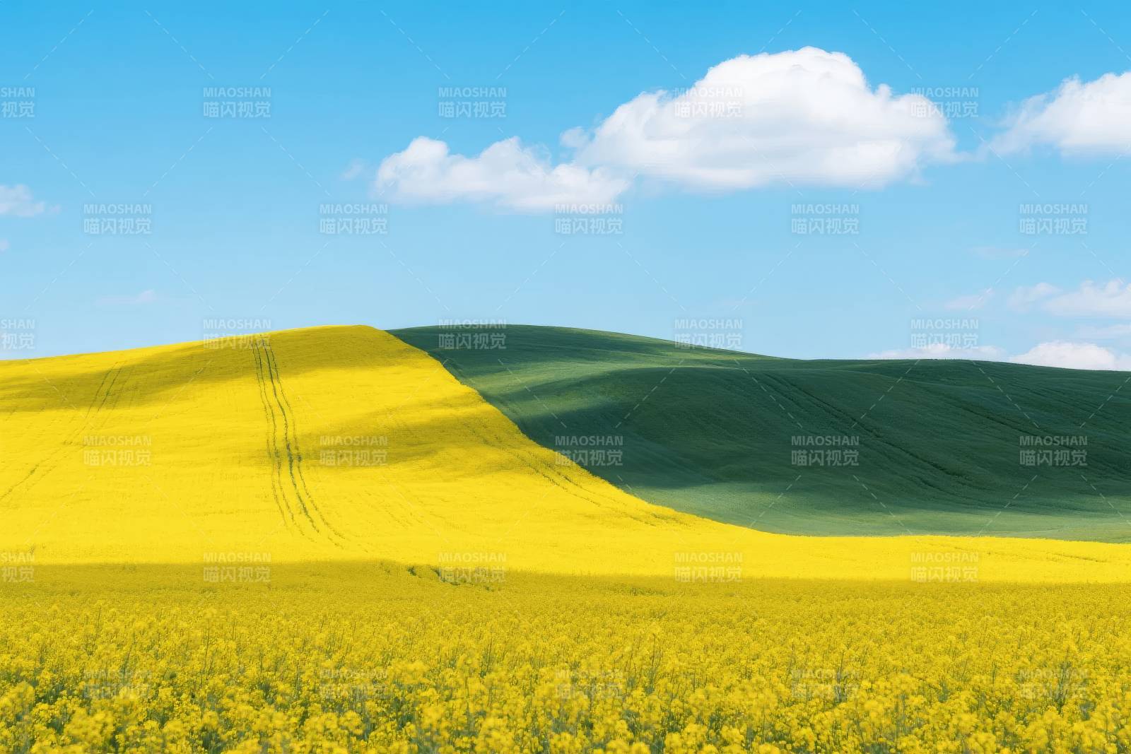 金黄花海映蓝天图片