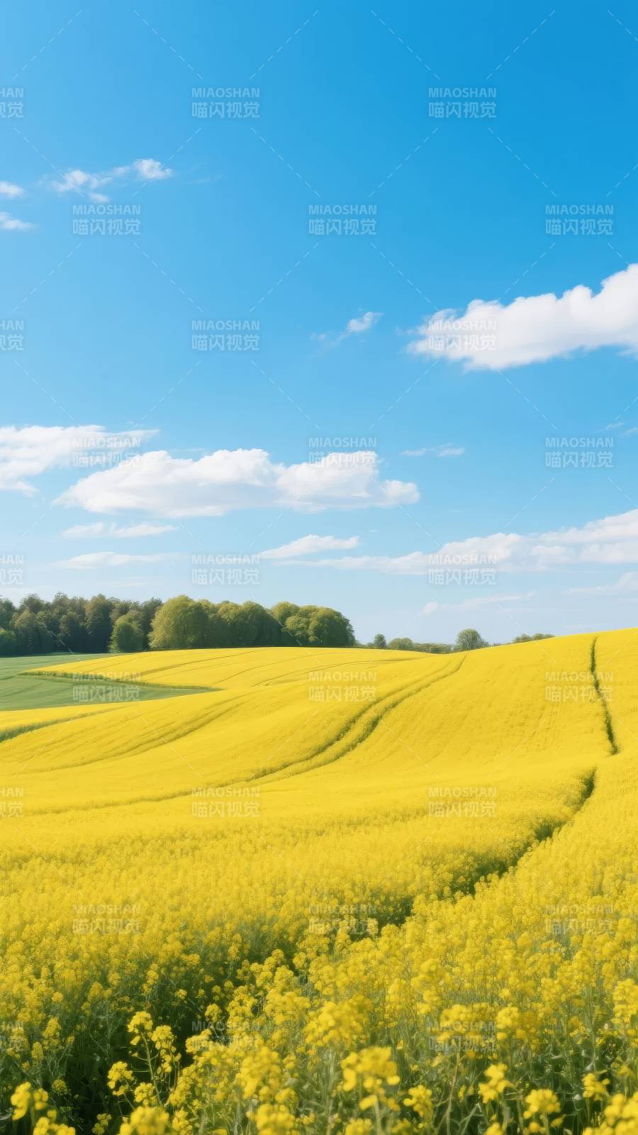 金黄花海映蓝天图片